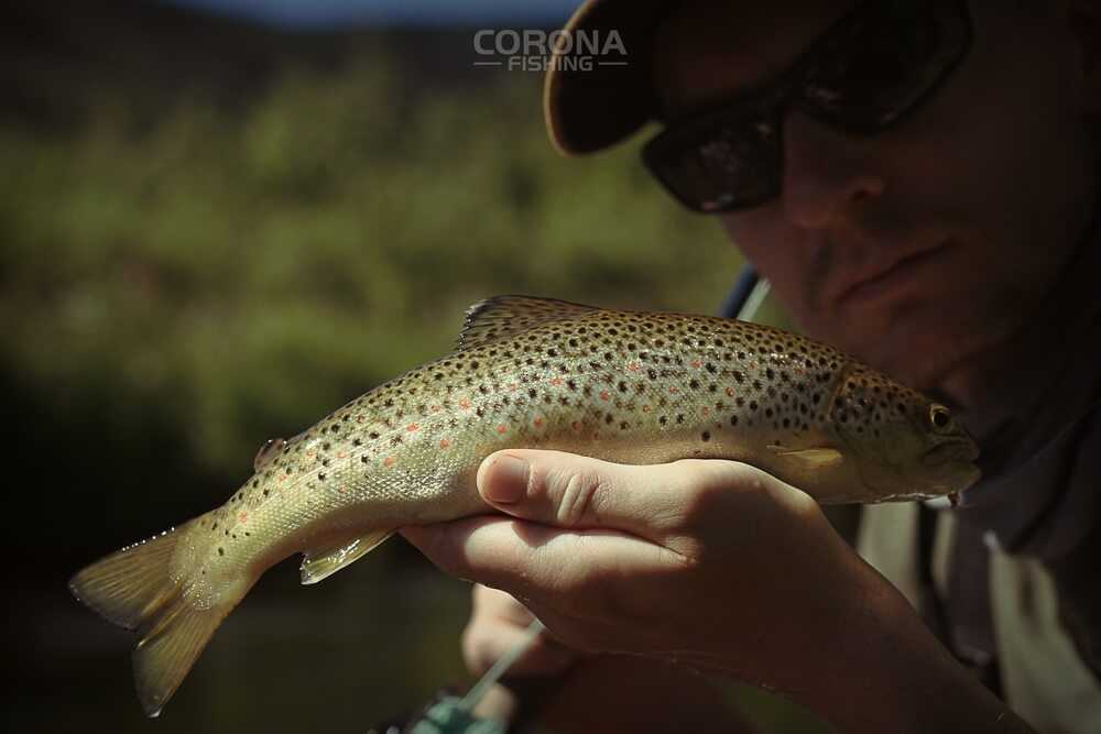 wędkarstwo skandynawia